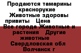 Продаются тамарины краснорукие . Животные здоровы привиты › Цена ­ 85 000 - Все города Животные и растения » Другие животные   . Свердловская обл.,Волчанск г.